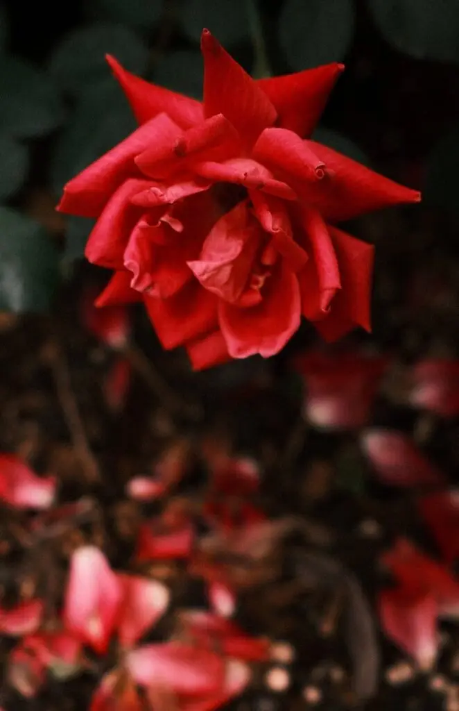 close up of a vibrant red rose in bloom